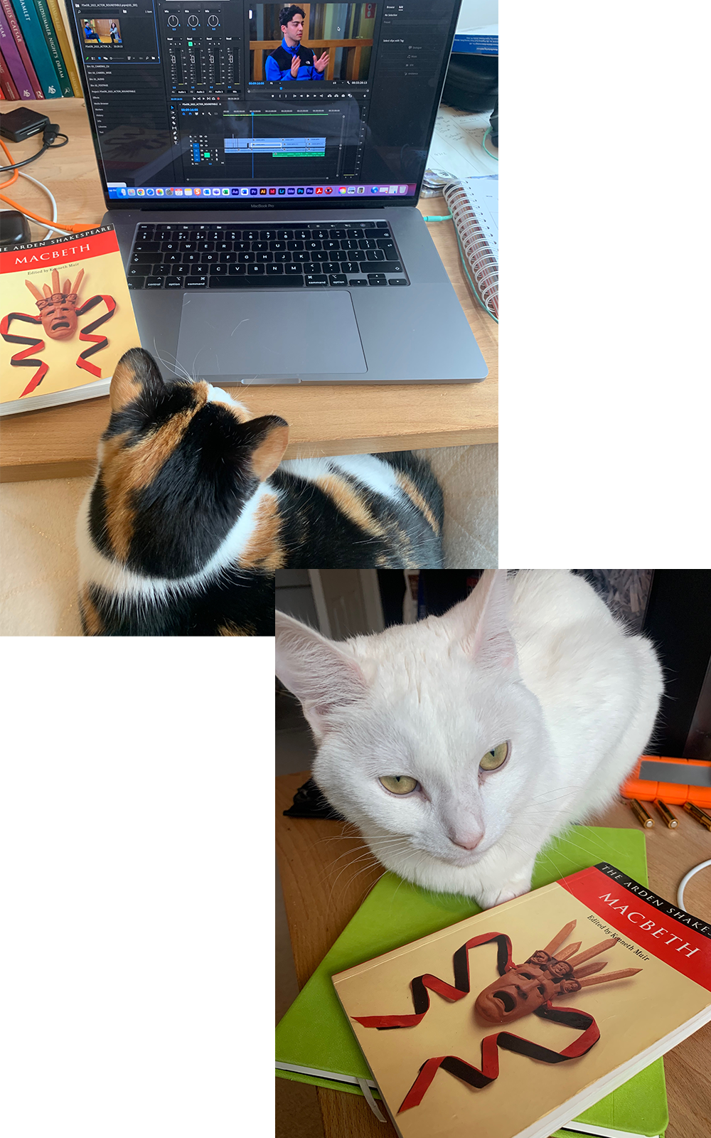 Top left is a brown and white cat on a laptop, bottom right is a pure white cat reading Macbeth